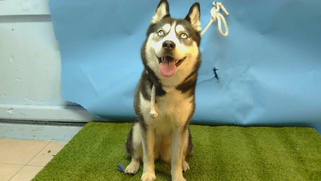 Shelter Stray Female Dog last seen , 216 W Victoria St, Gardena, CA 90248, USA