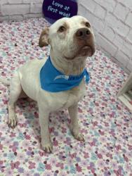 Shelter Stray Male Dog last seen 1-94/E GRAND BLVD DETROIT MI 48211, 7401 Chrysler Dr, Detroit, MI 48211, USA