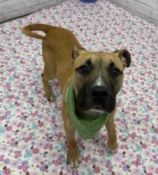 Shelter Stray Male Dog last seen Near BLOCK TERRY ST, DETROIT, MI 48228, 7401 Chrysler Dr, Detroit, MI 48211, USA