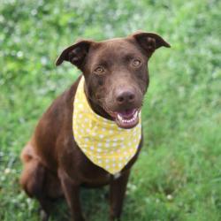 Shelter Stray Male Dog last seen W SALINAS, 4710 TX-151, San Antonio, TX 78227, USA