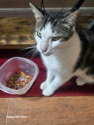 Reunited Male Cat last seen Horseshoe Trail Dr, Oakleaf Plantation, FL 32065, USA, Oakleaf Plantation, FL 32065