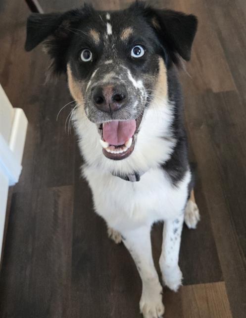Shelter Stray Female Dog last seen Near BLOCK W HOUSTON ST, 4710 TX-151, San Antonio, TX 78227, USA