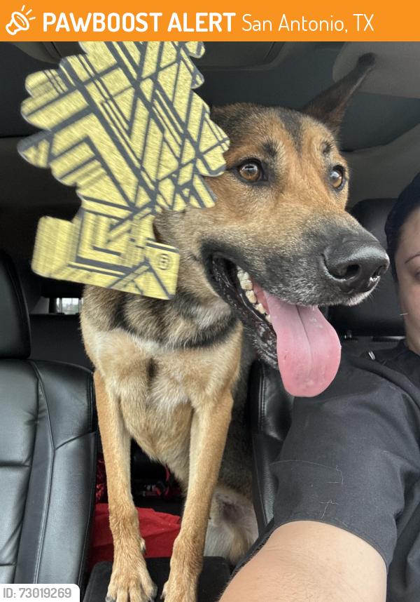 Found/Stray Male Dog last seen Eisenhower Road, San Antonio, TX 78218