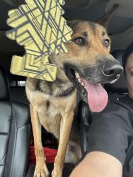 Found/Stray Male Dog last seen Eisenhower Road, San Antonio, TX 78218
