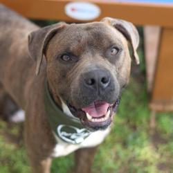 Shelter Stray Male Dog last seen Near BLOCK MISSION PASS, 4710 TX-151, San Antonio, TX 78227, USA