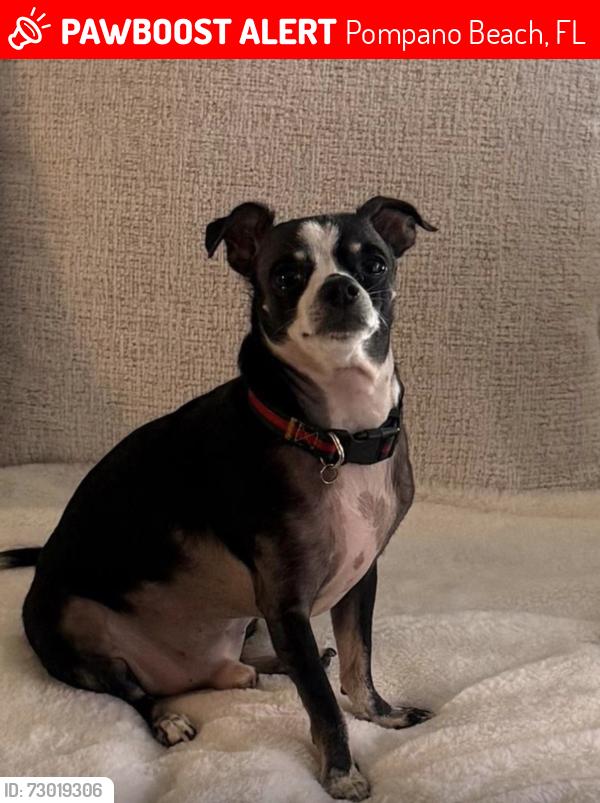 Lost Male Dog last seen Dixie highway pompano beach , Pompano Beach, FL 33060