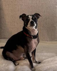 Lost Male Dog last seen Dixie highway pompano beach , Pompano Beach, FL 33060