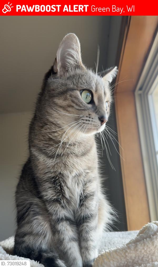 Lost Female Cat last seen Near Wilder School / Aurora hosp , Green Bay, WI 54311