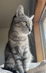 Lost Female Cat last seen Near Wilder School / Aurora hosp , Green Bay, WI 54311