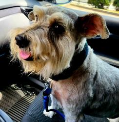 Reunited Male Dog last seen Sharp Way  & Ingram Rd , Duluth, GA 30096