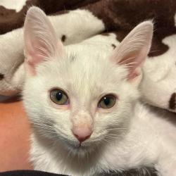 Shelter Stray Male Cat last seen HWY 151 ACCESS ROAD, 4710 TX-151, San Antonio, TX 78227, USA