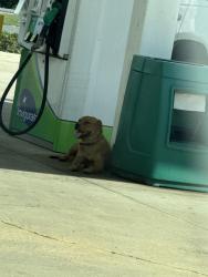 Found/Stray Female Dog last seen Save more and grill gas station, Bessemer, AL 35020