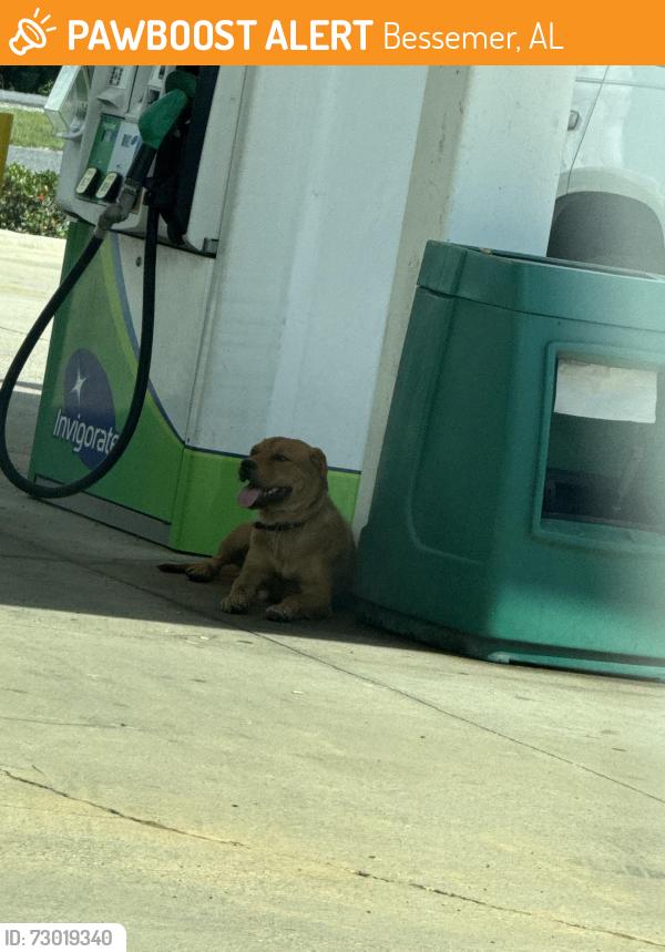 Found/Stray Female Dog last seen Save more and grill gas station, Bessemer, AL 35020