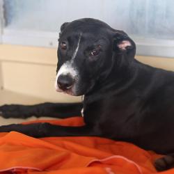 Shelter Stray Female Dog last seen GUADALUPE AND NUEVA LEON, 4710 TX-151, San Antonio, TX 78227, USA