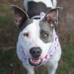 Shelter Stray Female Dog last seen CORNER OF AURORA AND DOLORES, 4710 TX-151, San Antonio, TX 78227, USA