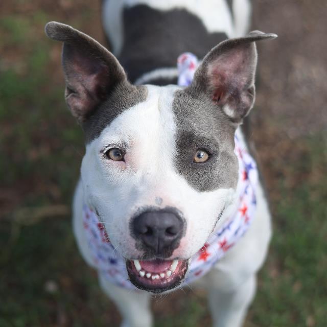 Shelter Stray Female Dog last seen CORNER OF AURORA AND DOLORES, 4710 TX-151, San Antonio, TX 78227, USA