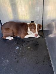 Shelter Stray Female Dog last seen Near BLOCK W SOUTHCROSS, 4710 TX-151, San Antonio, TX 78227, USA