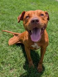 Shelter Stray Male Dog last seen Near BLOCK GOODHUE, 4710 TX-151, San Antonio, TX 78227, USA