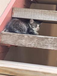 Shelter Stray Male Cat last seen Near BLOCK LAURENS LANE, 4710 TX-151, San Antonio, TX 78227, USA