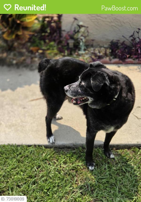 Reunited Unknown Dog last seen Knightsbridge ln Boynton Beach  Boynton Lakes community , Boynton Beach, FL 33426