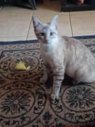 Lost Female Cat last seen Siamese Lynx, Jacksonville, FL 32277