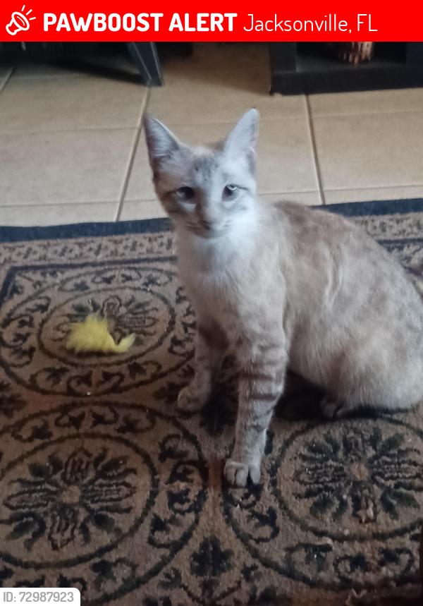 Lost Female Cat last seen Siamese Lynx, Jacksonville, FL 32277