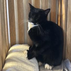 Lost Female Cat last seen Shirley Place, Belgrade, MT 59714