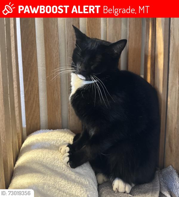 Lost Female Cat last seen Shirley Place, Belgrade, MT 59714