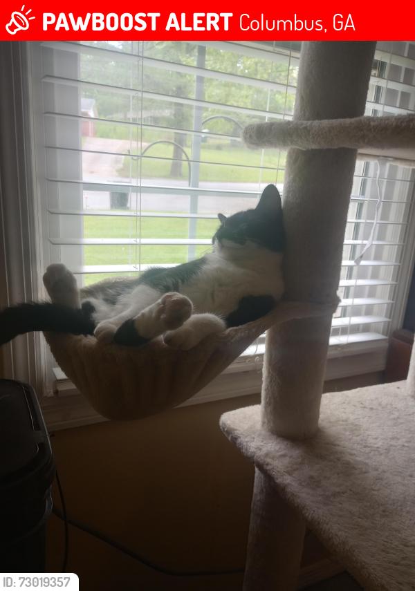 Lost Female Cat last seen Stony Creek Drive, Columbus, GA 31909