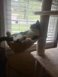 Lost Female Cat last seen Stony Creek Drive, Columbus, GA 31909