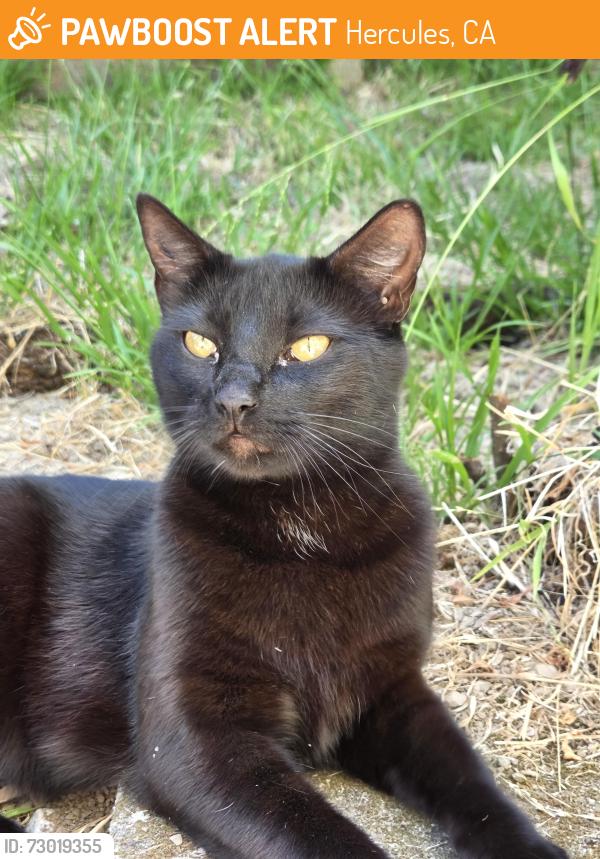 Found/Stray Male Cat last seen Swallow and Partridge, Hercules, CA 94547