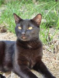 Found/Stray Male Cat last seen Swallow and Partridge, Hercules, CA 94547