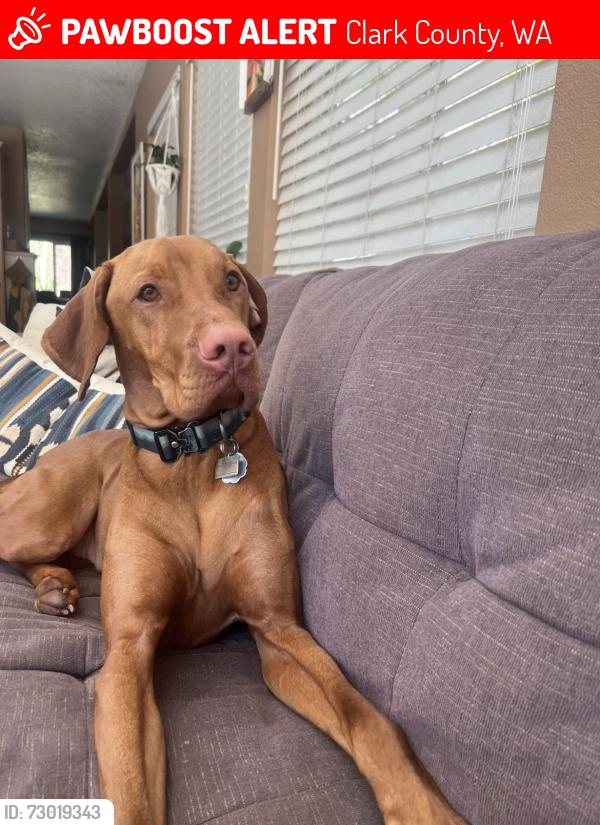 Lost Male Dog last seen Ireland and 316th in Camas Wa , Clark County, WA 98607