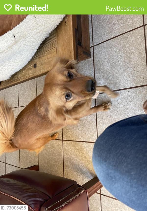 Reunited Female Dog last seen Cherry Hill and North Beverly Cemetery, Beverly, MA 01915