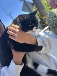 Found/Stray Unknown Cat last seen jasmine st., Laguna Beach, CA 92651