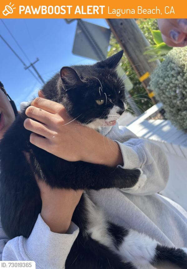 Found/Stray Unknown Cat last seen jasmine st., Laguna Beach, CA 92651