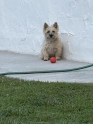 Reunited Female Dog last seen Ladera Lane, Riverside, CA 92501