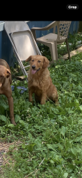 Lost Female Dog last seen Anywhere in abutment rd or Antioch road, Dalton, GA 30721