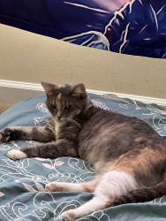 Lost Female Cat last seen Piney green and rocky run road, closest street is Daly street, Piney Green, NC 28544