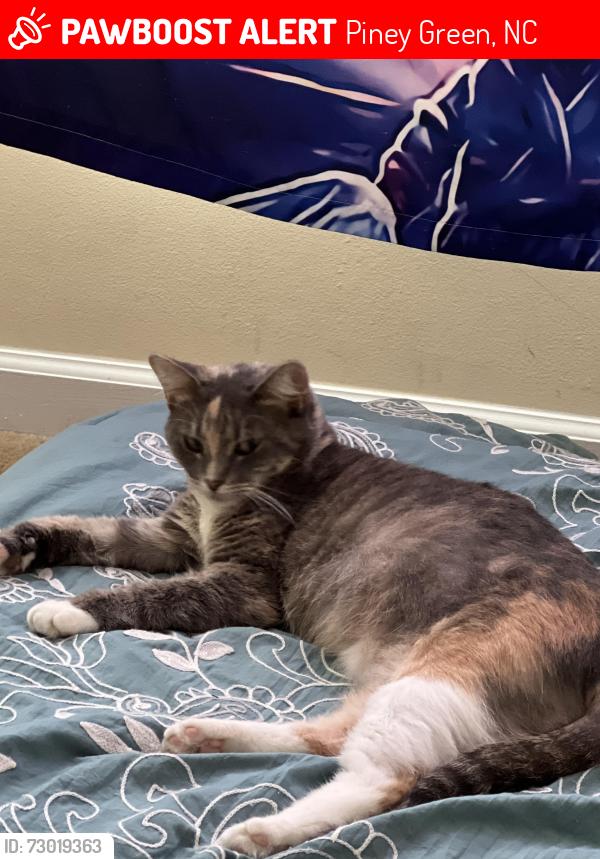 Lost Female Cat last seen Piney green and rocky run road, closest street is Daly street, Piney Green, NC 28544