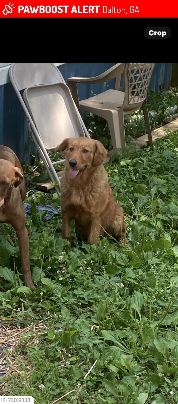 Lost Female Dog last seen Anywhere in abutment rd or Antioch road, Dalton, GA 30721