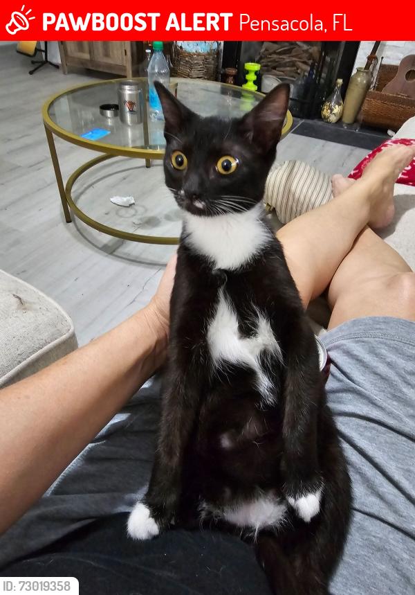 Lost Female Cat last seen New Methodist  Church and Windy Hill Nursery, Pensacola, FL 32526