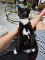 Lost Female Cat last seen New Methodist  Church and Windy Hill Nursery, Pensacola, FL 32526