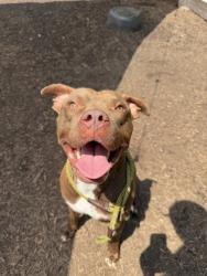 Shelter Stray Male Dog last seen Near Henderson Mill Rd, Atlanta, GA, 30341, GA, 3280 Chamblee Dunwoody Rd, Chamblee, GA 30341, USA