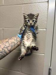 Shelter Stray Female Cat last seen Near US 76, 29670, Anderson County, SC, 1320 US-29, Anderson, SC 29626, USA