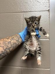 Shelter Stray Male Cat last seen Near US 76, 29670, Anderson County, SC, 1320 US-29, Anderson, SC 29626, USA