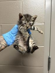 Shelter Stray Male Cat last seen Near US 76, 29670, Anderson County, SC, 1320 US-29, Anderson, SC 29626, USA