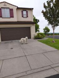 Found/Stray Unknown Dog last seen Morton place , Castro Valley, CA 94552