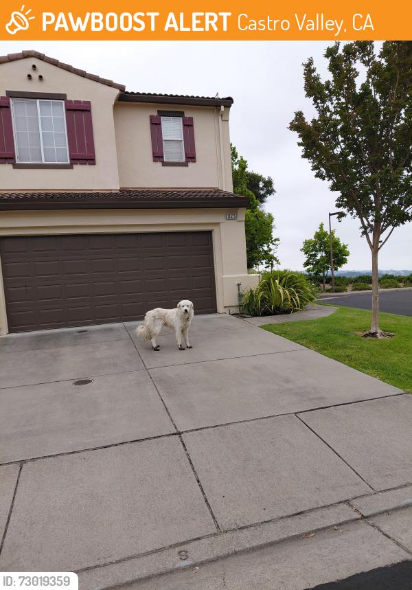 Found/Stray Unknown Dog last seen Morton place , Castro Valley, CA 94552