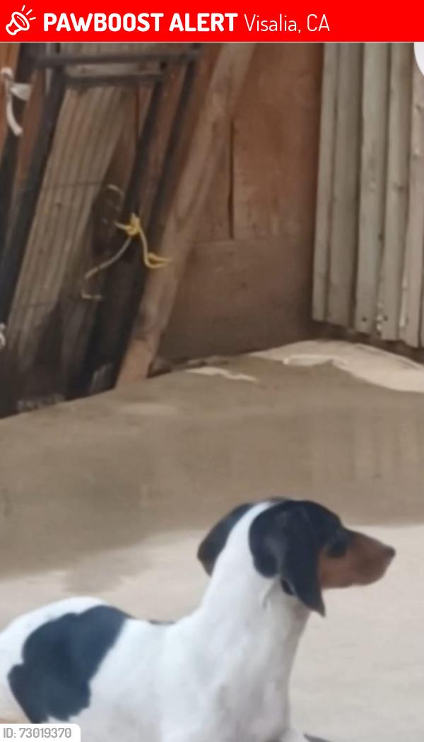 Lost Female Dog last seen Near w buena vista visalia, Visalia, CA 93291